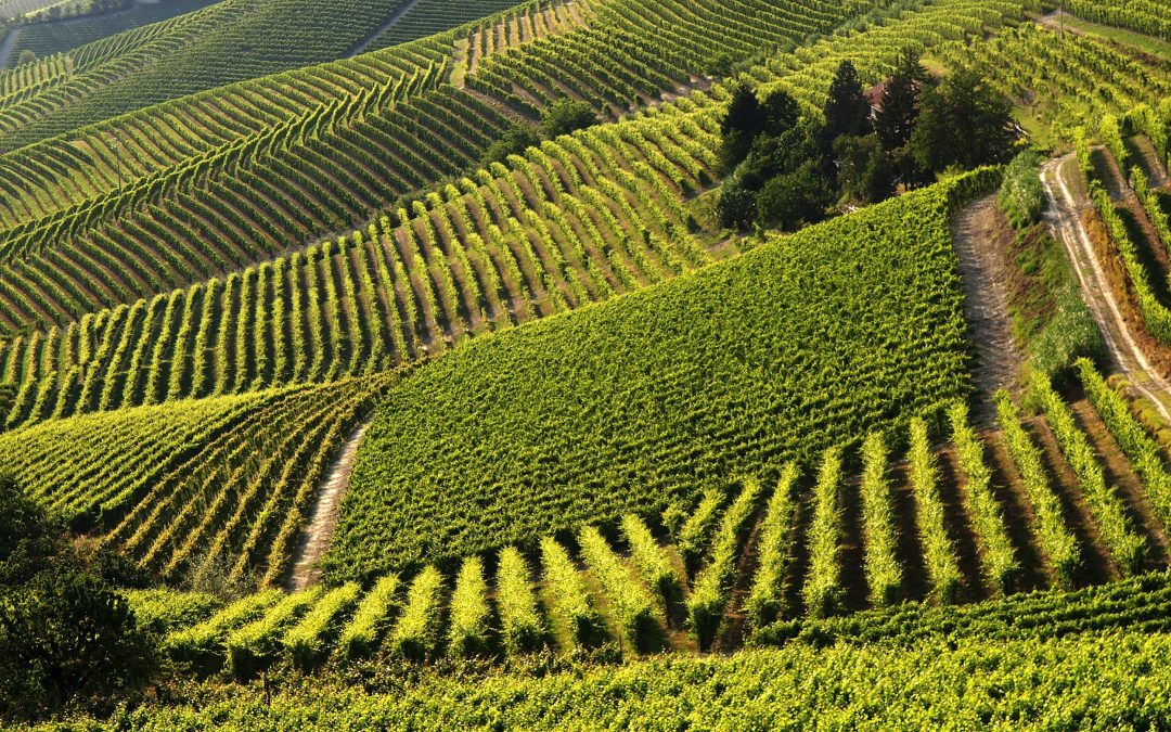 Il Consorzio Barbera d ’Asti e Vini del Monferrato capofila di un progetto per preservare il patrimonio vitivinicolo astigiano minacciato dal cambiamento climatico