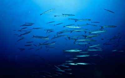 Le top 10 immersioni subacque all’isola d’Elba