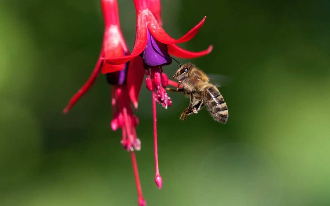 Nella giornata delle api nasce la beedrome