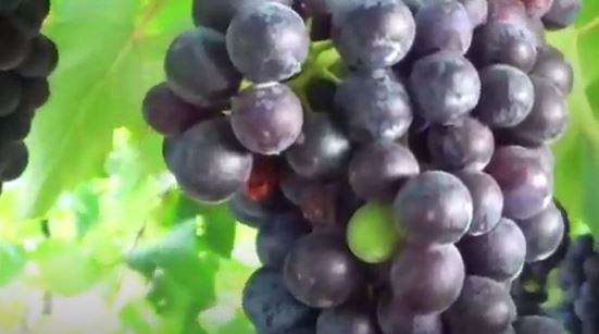 Burson: il grande rosso della bassa Romagna