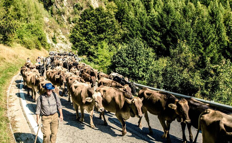 Transumanza: grande successo a Bressanvido (VI) per l’arrivo di 600 bovini dall’alta montagna