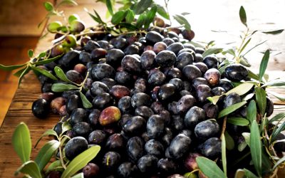 L’oliva aitana dei Colli Tifatini, in Campania, è un nuovo Presidio Slow Food