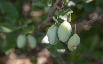 Calabria: “i pruna di frati” e le piparelle sono nuovi presidi Slow Food