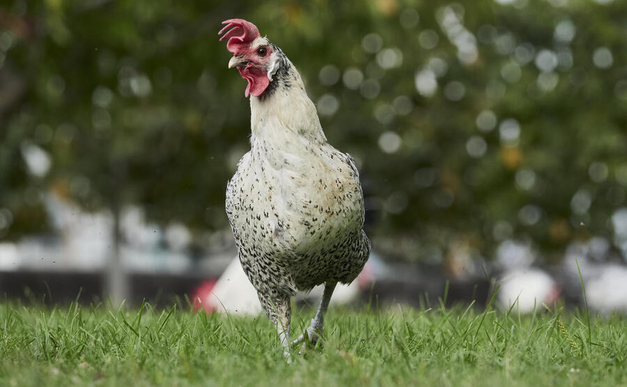 Un pollo al pascolo: quello di razza Romagnola, un tempo quasi scomparso, è un nuovo Presidio Slow Food
