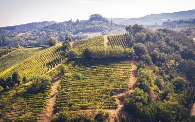 Consorzi vino: Massimo Barbieri entra nel cda del Consorzio Oltrepò