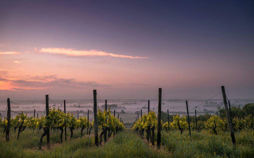 I 9 vitigni rari della Toscana e i 9 vini da provare