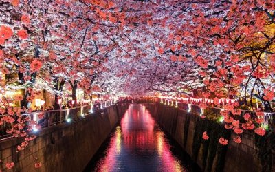 Ciliegi fioriti: i 7 posti più belli dove vederli a Tokyo
