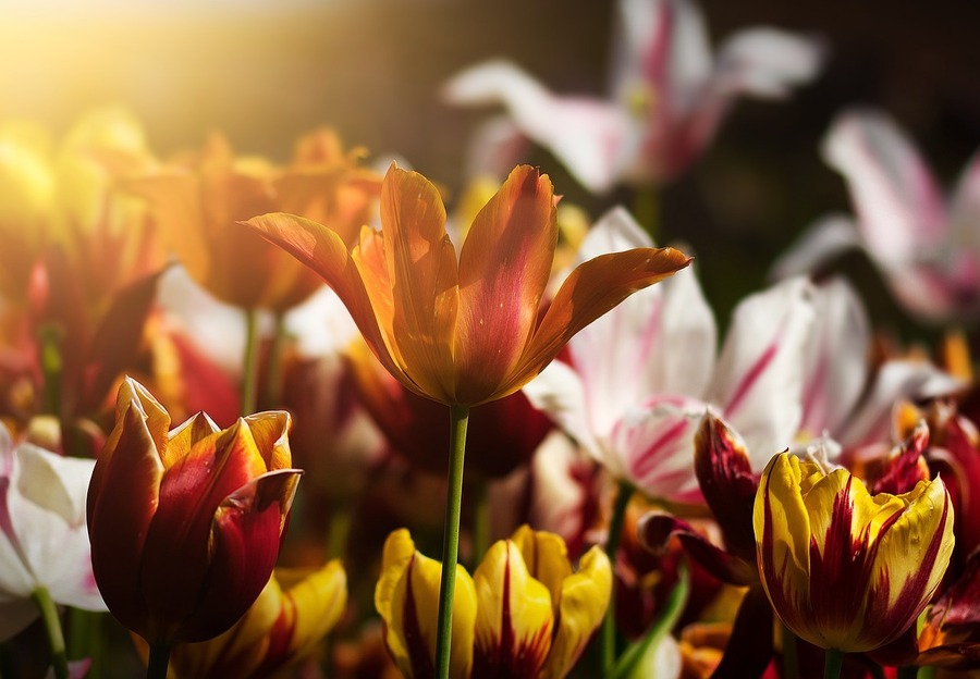 I 10 giardini più belli dove fioriscono i tulipani