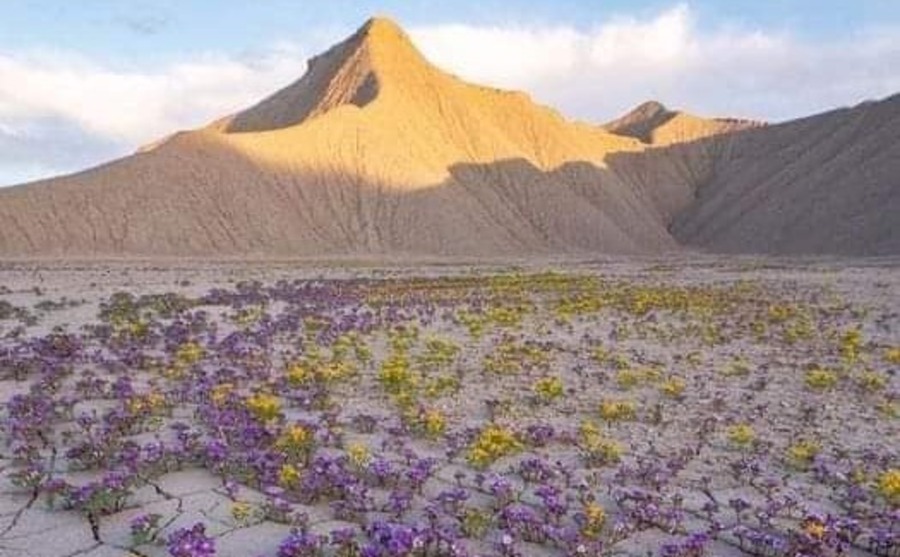 Il deserto di Atacama: Il segreto colorato del luogo più arido del mondo
