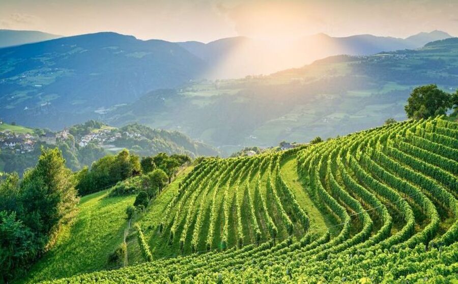 Cantina Valle Isarco: 5 anni di Riccardo Cotarella per vini contemporanei nel Dna