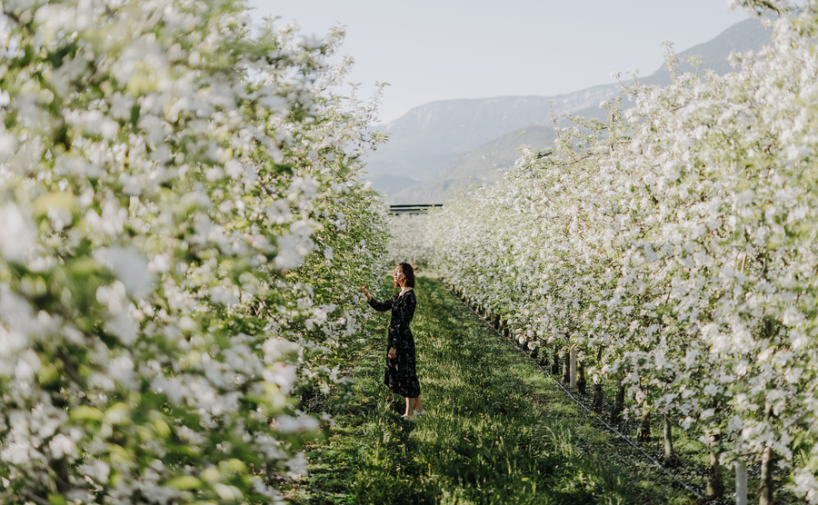 Fioritura delle mele in Alto Adige: Quando andare e cosa vedere