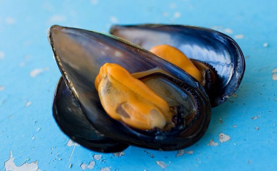 Salviamo il mosciolo selvatico di Portonovo. Stop alla pesca per almeno tutto il 2025