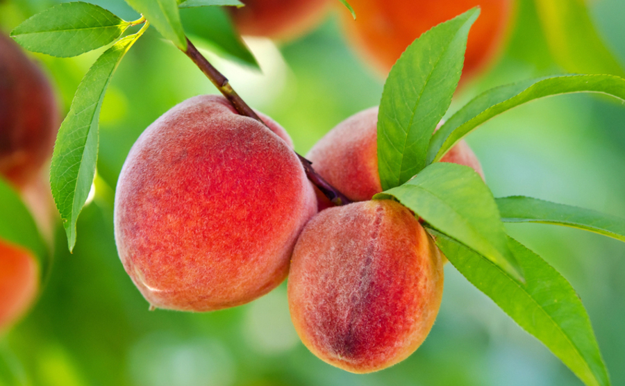 Frutto dell’estate? Le pesche! Tutte le proprietà e perché fanno bene