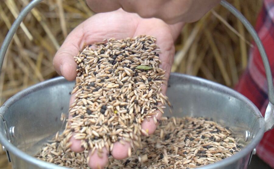 In Campania, nel parco nazionale del Matese si coltiva un  nuovo Presidio Slow Food