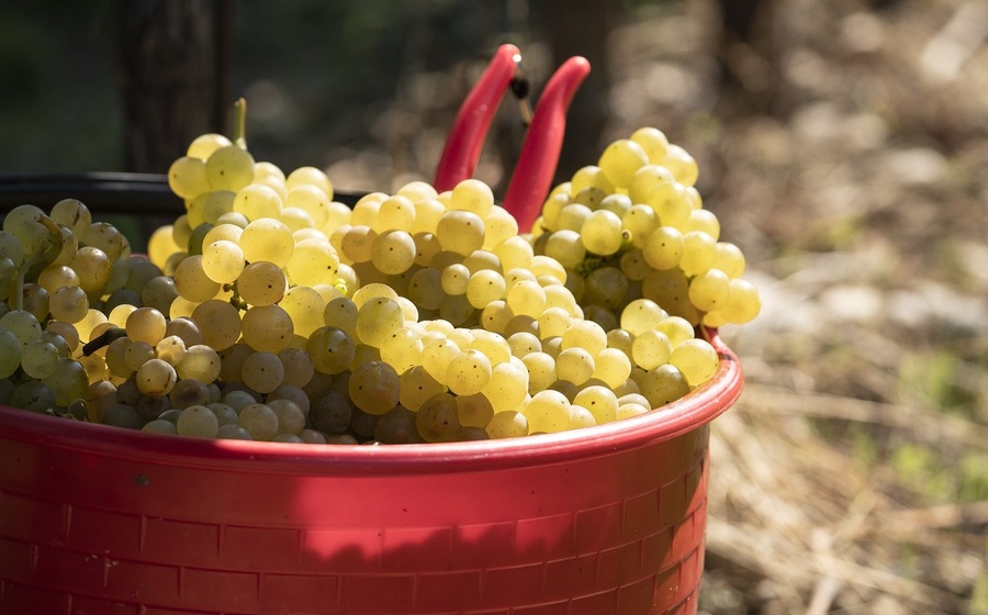 Vendemmia turistico-didattica: il Friuli Venezia Giulia apre i suoi vigneti ai wine lovers