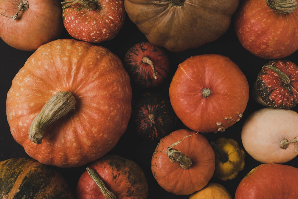 La Zucca è la regina d’autunno a Ostellato (Ferrara)