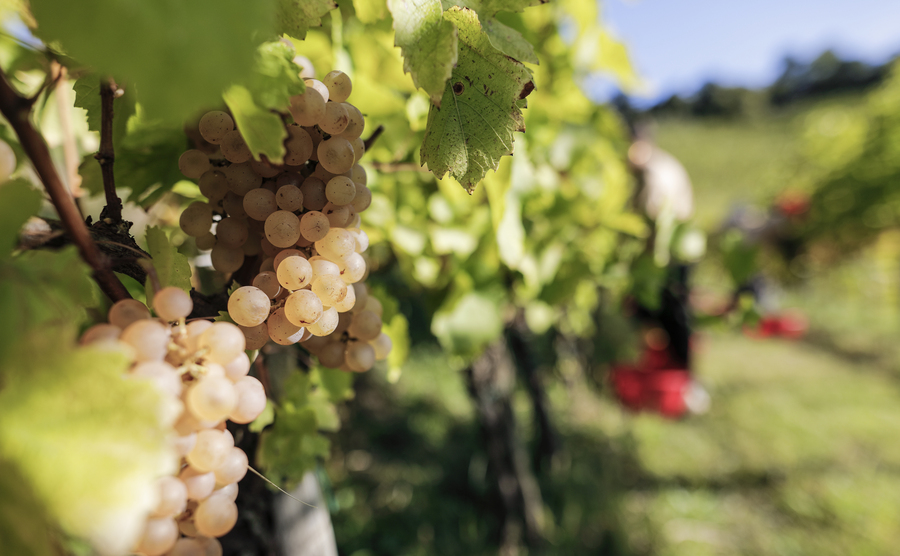 Vestire i panni del vignaiolo per un giorno
