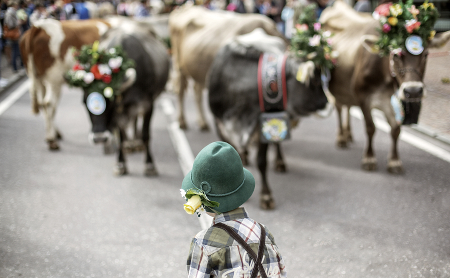 Trentino, il ritorno dei pastori dagli alpeggi: una festa che si rinnova