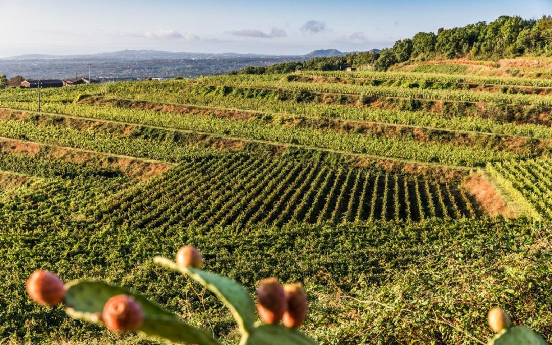 Vini vulcanici: 7 etichette sorprendenti dal Piemonte all’Etna