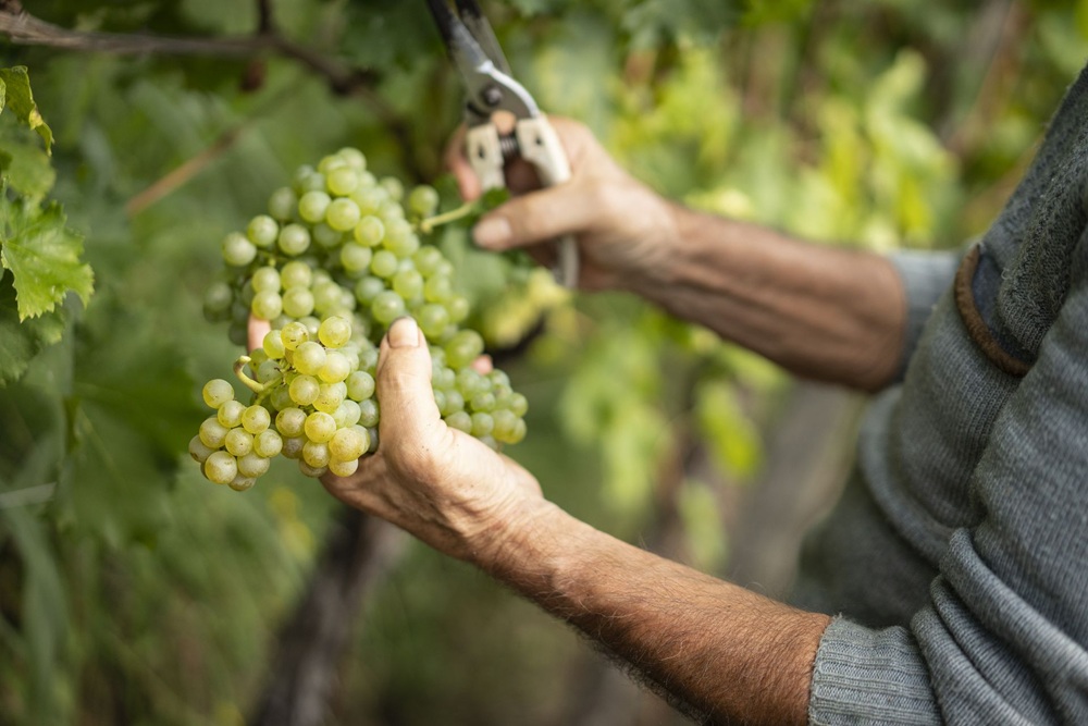 Il vino Friulano debutta sul grande schermo con “Esprimi un desiderio”
