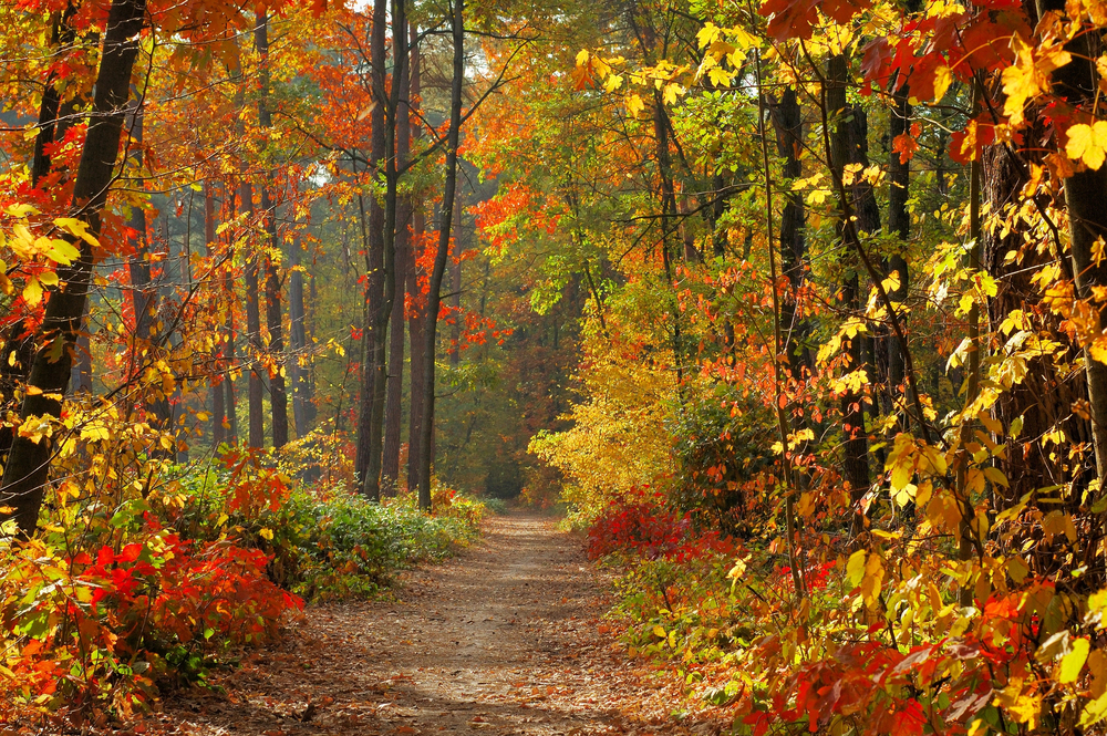 Autunno a colori: cinque dei percorsi più belli del foliage in Friuli Venezia Giulia