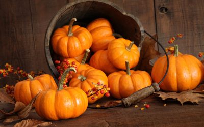 Alla scoperta della zucca: l’oro d’autunno tra campi, sapori e tradizioni