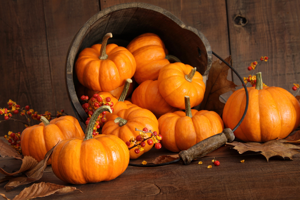 Alla scoperta della zucca: l’oro d’autunno tra campi, sapori e tradizioni