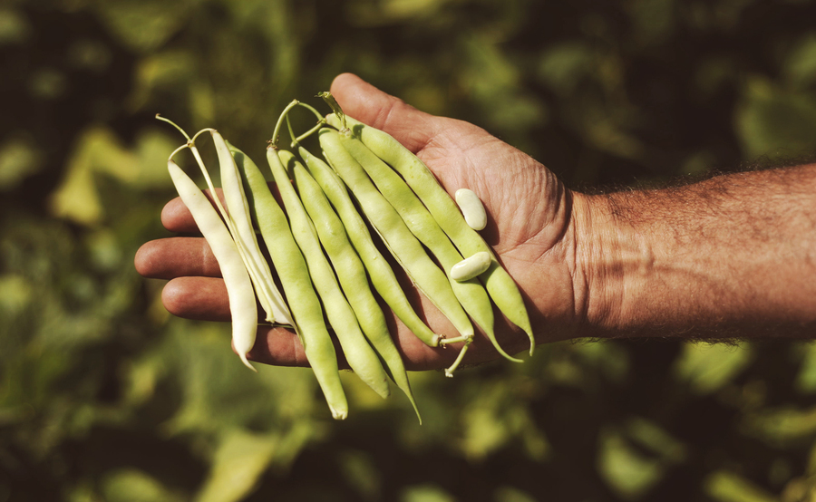 Slow Beans 2025: Capannori capitale dei legumi e delle comunità contadine