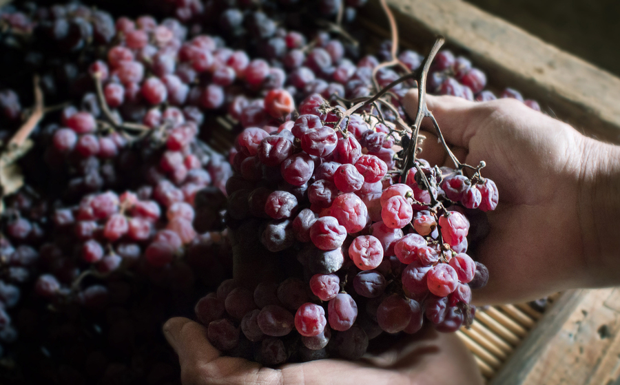 Un vino dalla storia millenaria: il Recioto della Valpolicella è Presidio Slow Food