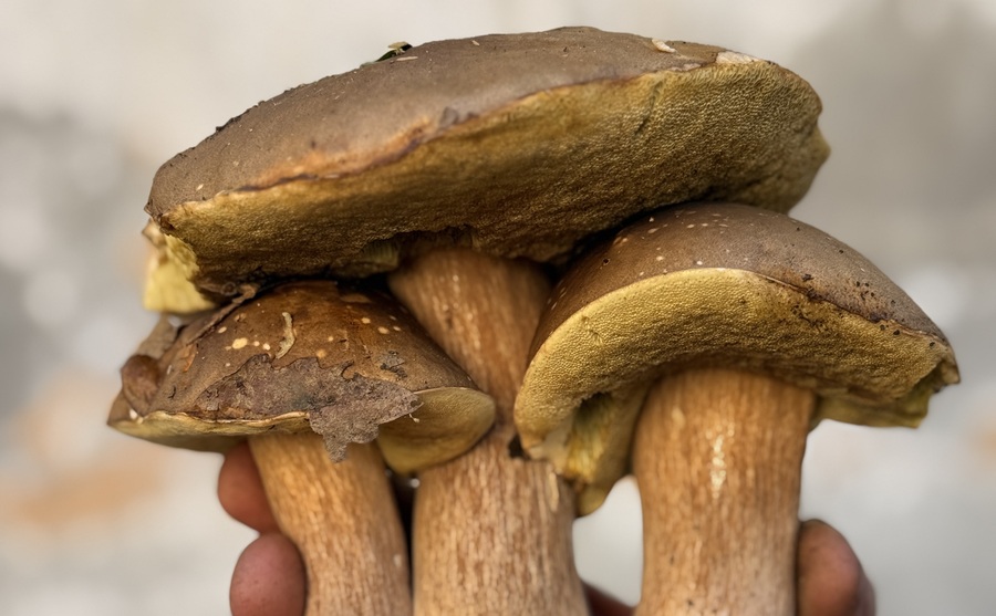 Valtaro e Valceno, dove l’autunno profuma di porcini, castagne e altre prelibatezze