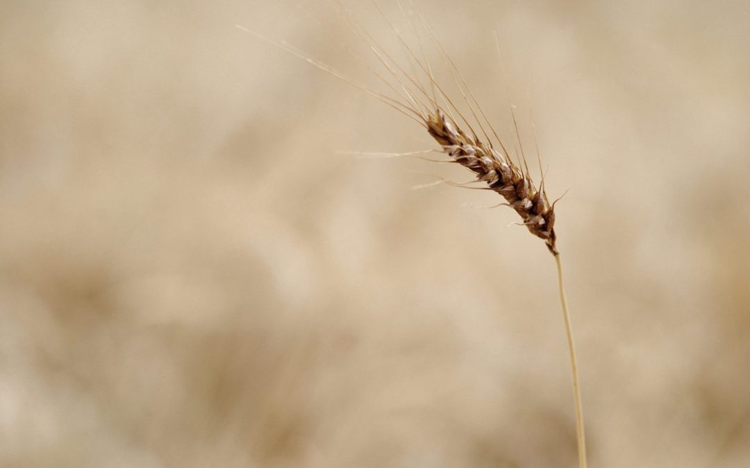 A Reggio Calabria debutta Slow Grains, l’evento che celebra i cereali tradizionali e il pane del futuro