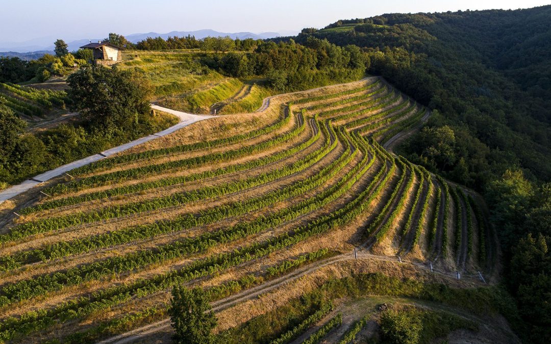 La Ponca conquista riconoscimenti nazionali ed internazionali: la Malvasia 2022 tra i vini più premiati