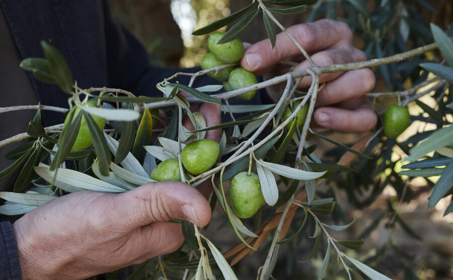 Dalla Sicilia due nuovi Presìdi Slow Food  che celebrano la cultura mediterranea