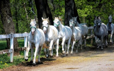 Lipica, dove nascono i cavalli bianchi del Carso