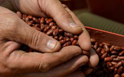 “Aggiungi un legume a tavola”: oltre 100 ristoratori e pizzaioli ambasciatori della biodiversità leguminosa
