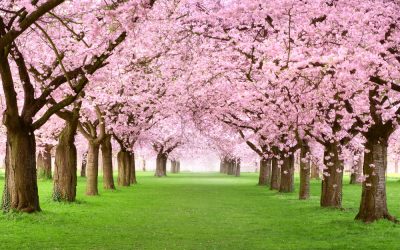 10 fioriture spettacolari da vedere a marzo in Italia: i luoghi dove la primavera esplode di colori