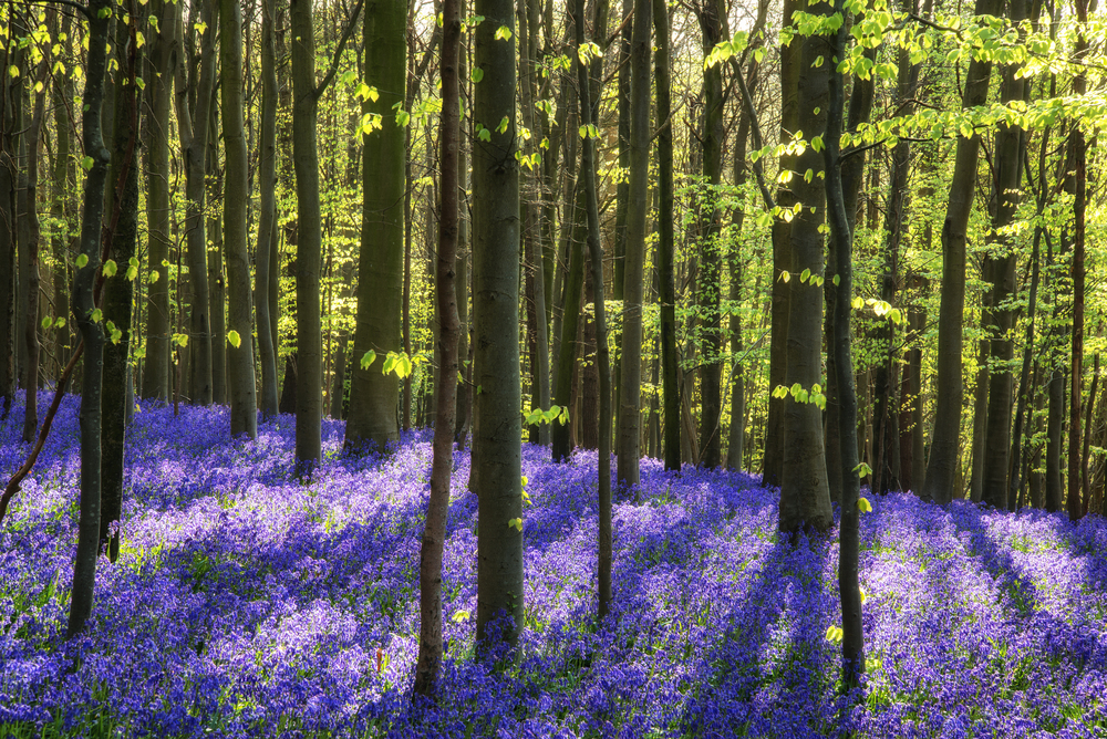 Hallerbos, la foresta blu del Belgio: quando il bosco si accende di violetto