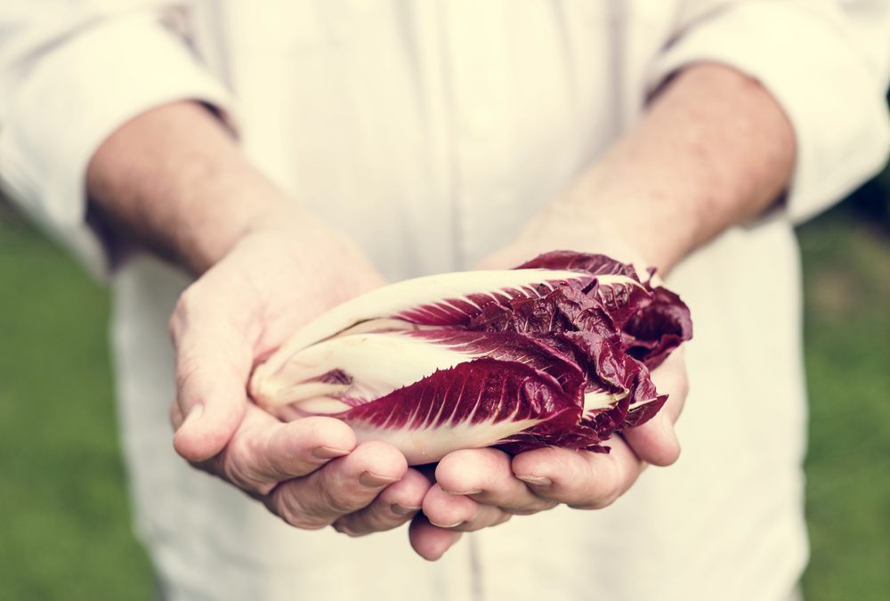Radicchio rosso di Treviso: l’eleganza amara dell’inverno veneto