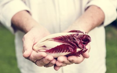 Radicchio rosso di Treviso: l’eleganza amara dell’inverno veneto