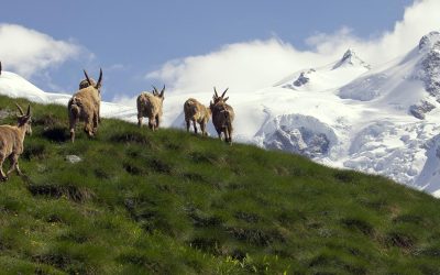Monterosa, l’estate della montagna ritrovata