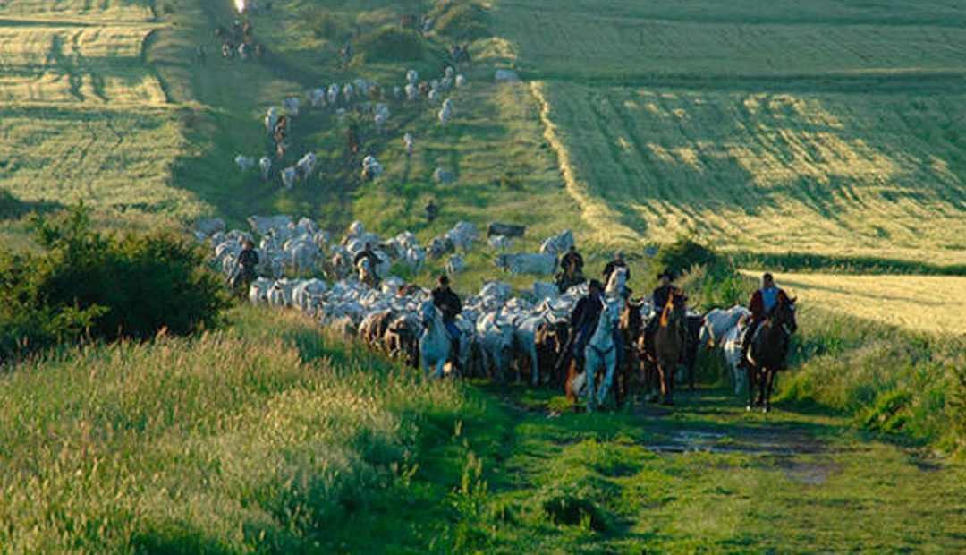 In Molise alla scoperta dei tratturi: le autostrade del passato