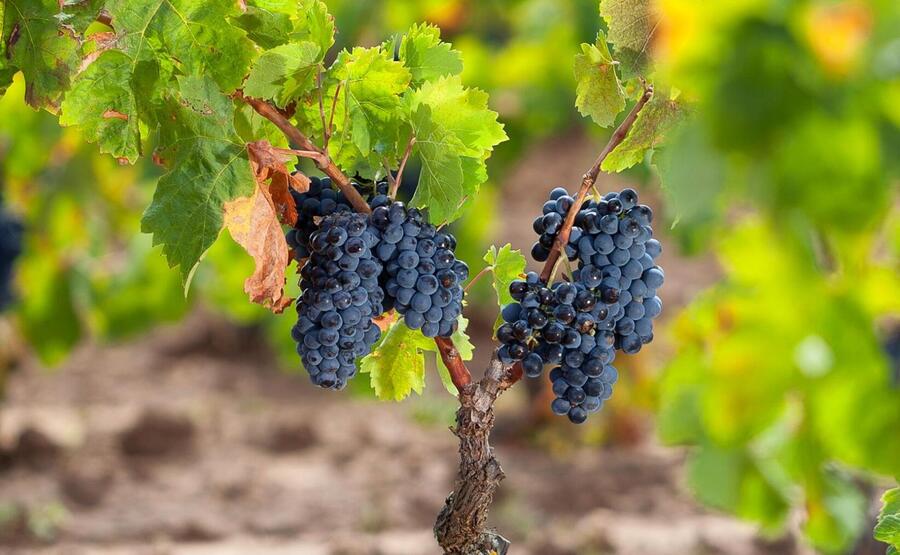 Cannonau di Sardegna Passito Doc: il lato più intenso (e meno conosciuto) dell’isola