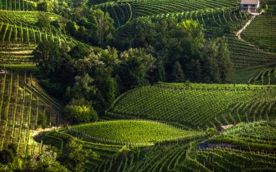 Il Cammino del Prosecco: un viaggio tra colline e tradizione
