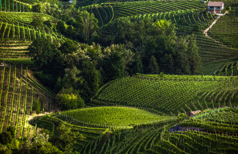 Il Cammino del Prosecco: un viaggio tra colline e tradizione