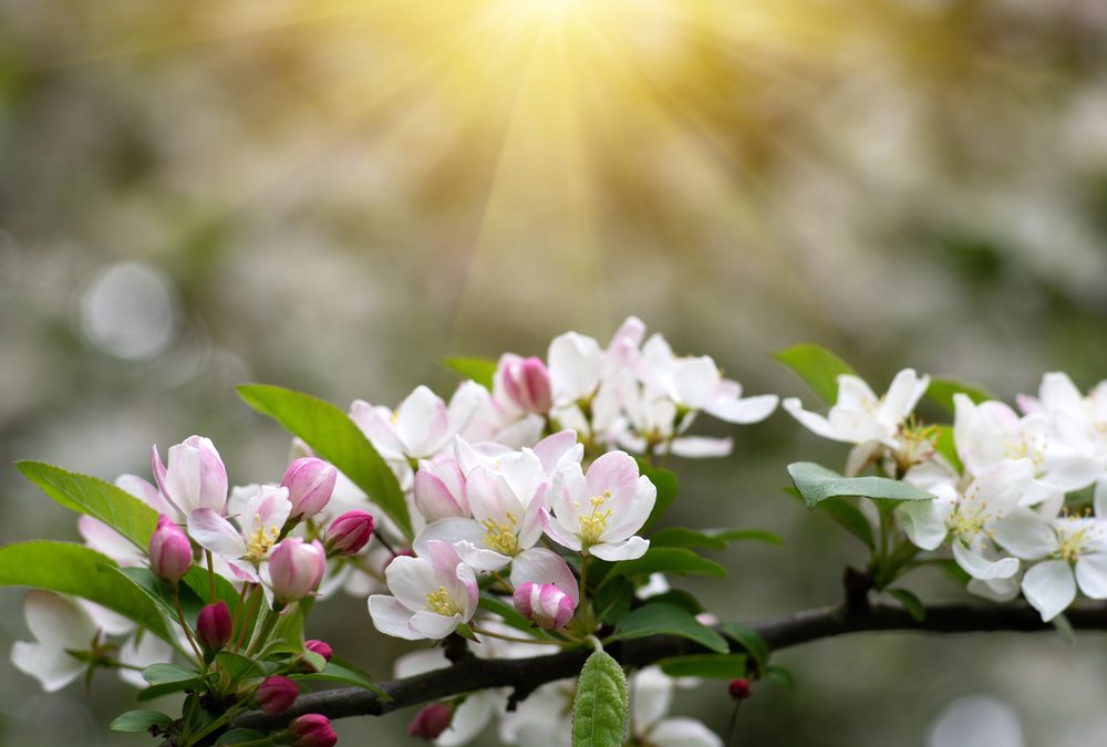 Passeggiata fra i meleti in fiore in Valtellina