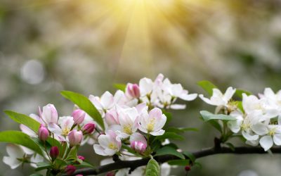 Passeggiata fra i meleti in fiore in Valtellina