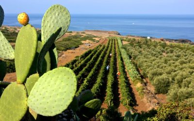 I vini delle isole minori: autenticità nel cuore del Mediterraneo
