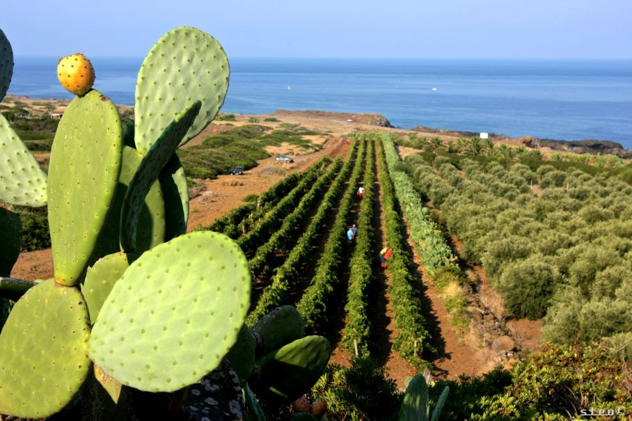 I vini delle isole minori: autenticità nel cuore del Mediterraneo