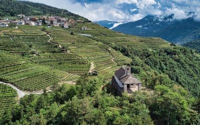 Trentino: in val di Cembra torna il grande evento dedicato al Mueller Thurgau