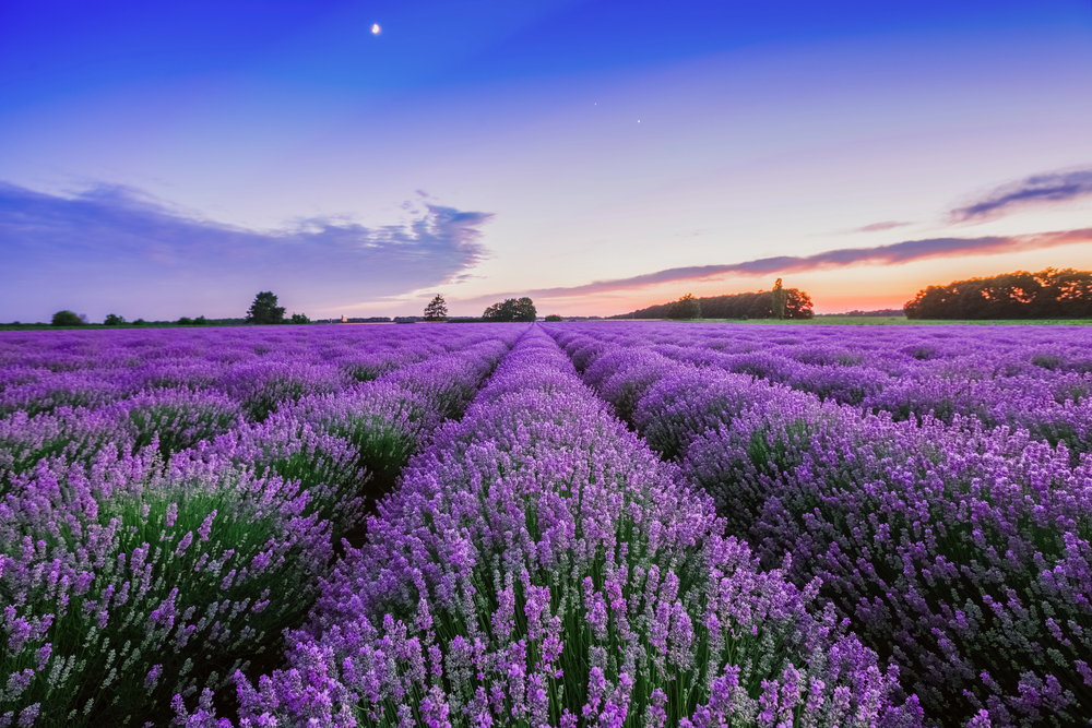 Campi di lavanda in Italia 2026: il viaggio più profumato dell’estate tra borghi, colline viola e feste della fioritura